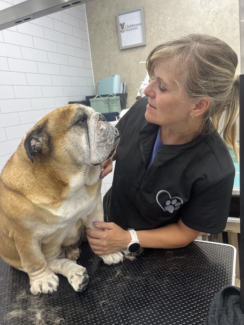 The groomer in the Clubhouse HOUNDS salon smiling at an old English bulldog on the grooming table