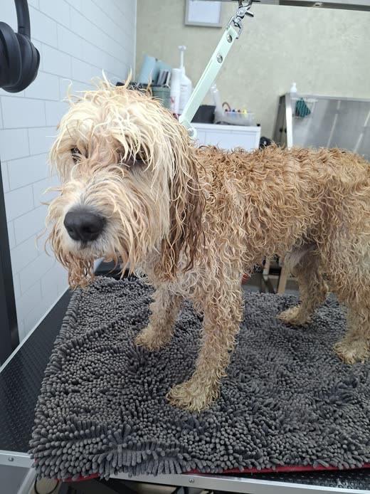 A wet apricot doodle on the grooming table mid-wash