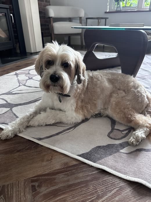A neatly trimmed white-and-tan dog lying on a rug after a full groom