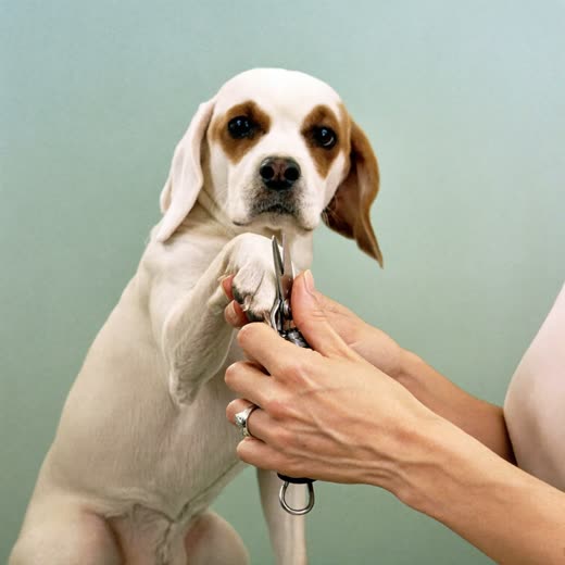 A dog's paw being held for a nail trim